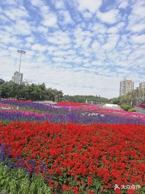 深圳國際園林花卉博覽園 花海仙境，城市綠肺