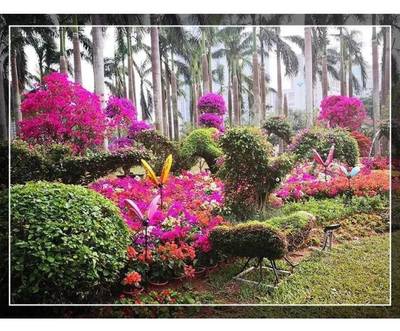 約起！刷爆朋友圈的深圳最美花海來啦！簕杜鵑花展等你打卡