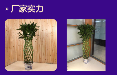 深圳辦公室花卉租賃優(yōu)選 富貴竹籠，點亮綠色辦公空間