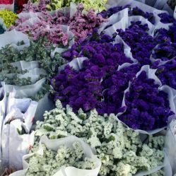 深圳花卉世界購(gòu)物指南 地址、電話、營(yíng)業(yè)時(shí)間與價(jià)格一覽