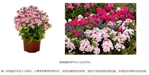 深圳街頭的花壇藝術(shù) 從城市綠意到人文意蘊(yùn)的升華