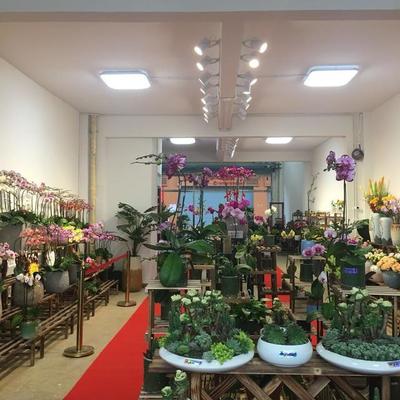 探訪深圳龍崗百合花卉小鎮(zhèn) 都市里的詩(shī)意棲息地