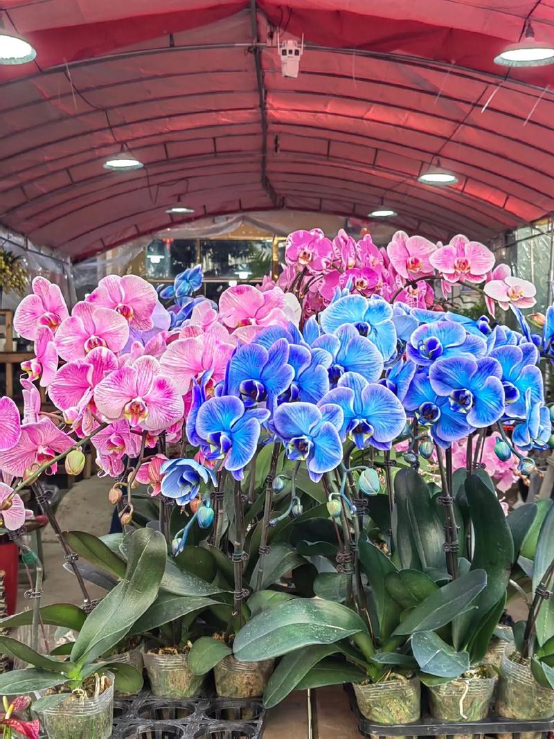 花開富貴好運(yùn)來(lái) 八卦嶺春節(jié)花卉市場(chǎng)，奏響新春序曲