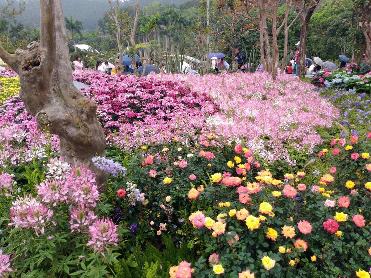 深圳仙湖植物園花展 都市綠心，花漾盛宴