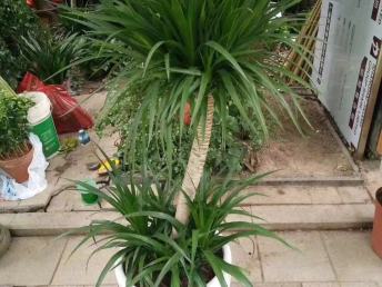 綠意盎然的鵬城 深圳園林綠化、鮮花綠植與花卉產(chǎn)業(yè)巡禮