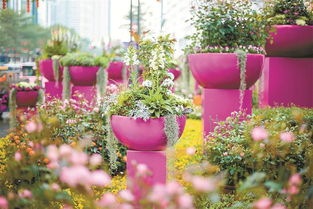 這個(gè)春節(jié)，羅湖用鮮花“裝點(diǎn)”濃濃年味兒