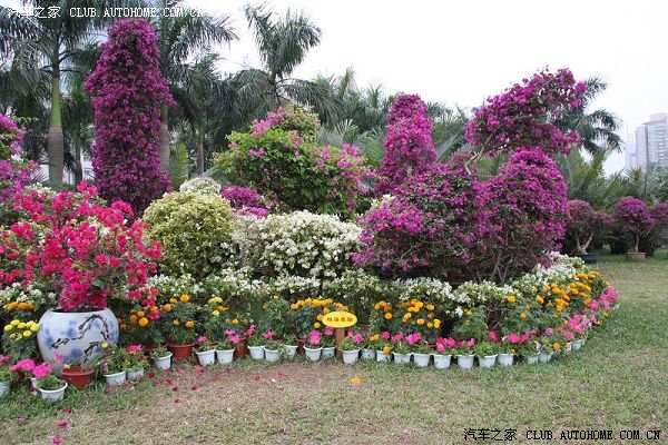 簕杜鵑 鵬城綻放的市花，見證深圳的繁榮與活力