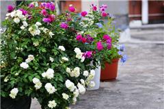 我們的花花世界 深圳花友陽臺露臺花卉收集鑒賞集錦